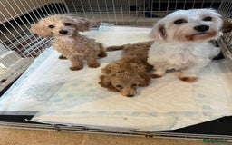 Maltipoo dogs for sale: BEAUTIFUL MALE MALTIPOOS READY NOW  in Kettering - Image 8