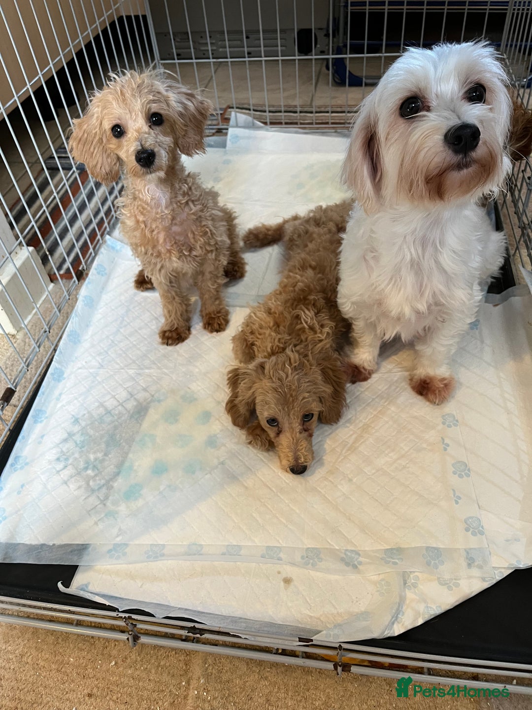 Maltipoo dogs for sale: BEAUTIFUL MALE MALTIPOOS READY NOW  in Kettering - Image 8