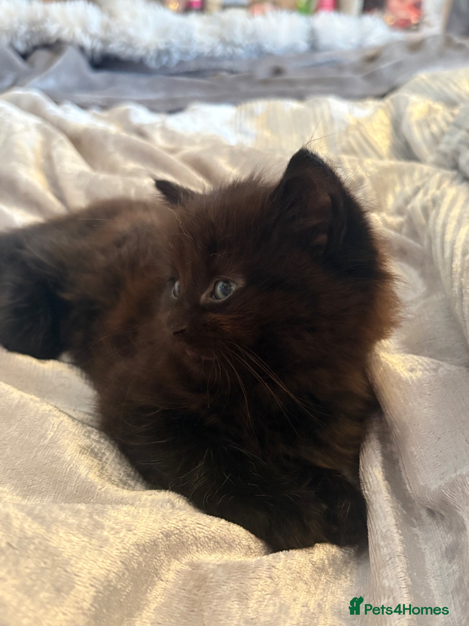 Mixed Breed cats for sale: Half maincoon - Advert 3