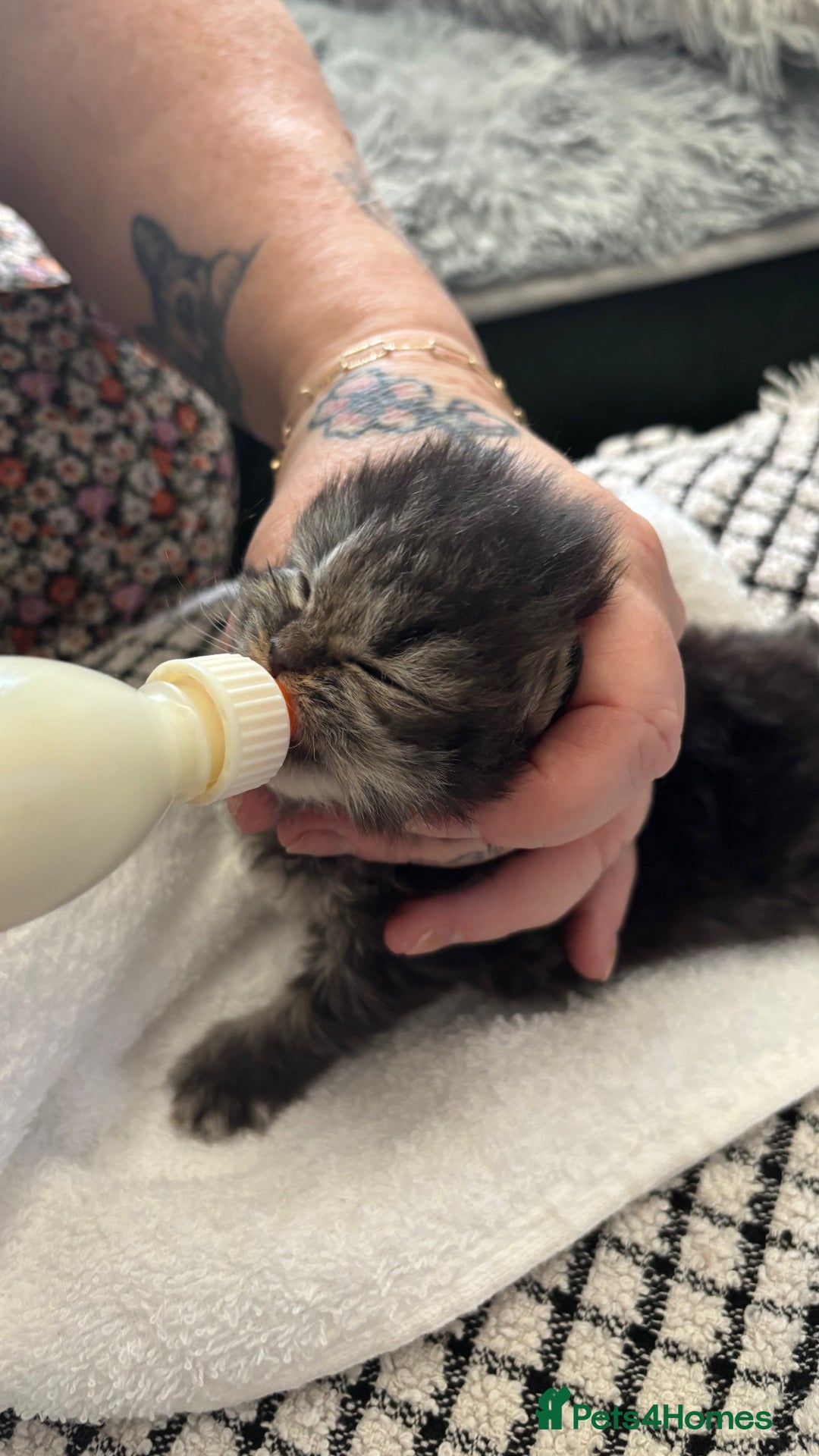 Persian cats for sale: Silver black tabby Persian mix kittens  - Image 18