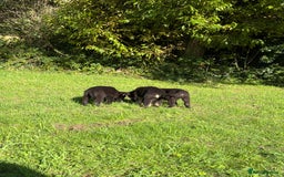 German Shepherd dogs for sale: Black GSD puppies available  - Image 4