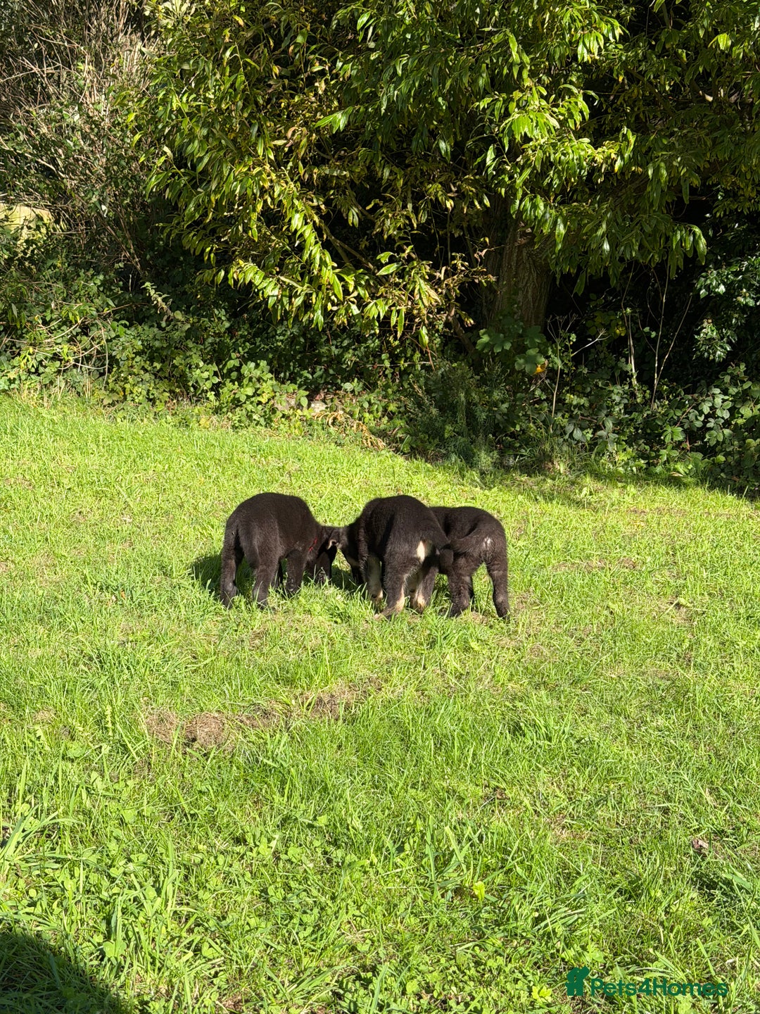 German Shepherd dogs for sale: Black GSD puppies available  - Image 4