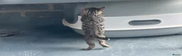 Bengal cats for sale: Pure bengal kittens - Advert 2