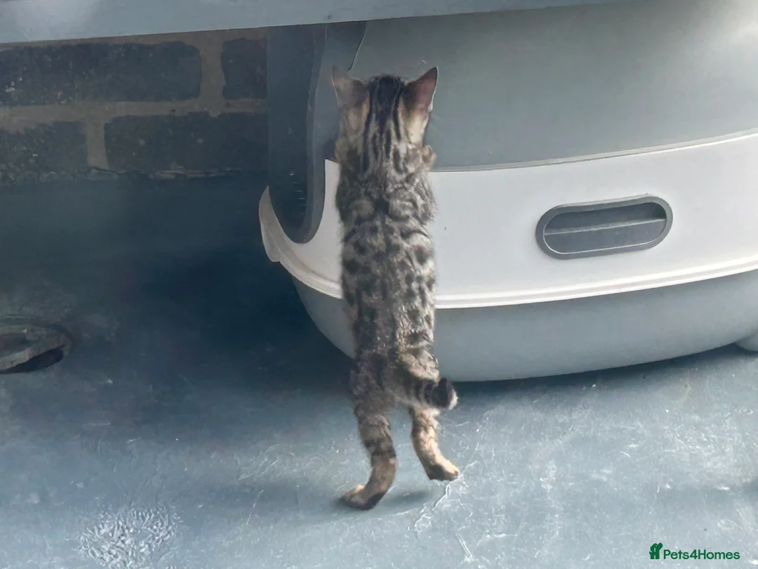 Bengal cats for sale: Pure bengal kittens - Advert 2