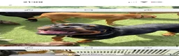 Rottweiler dogs for sale: Ronnie  - Advert 4