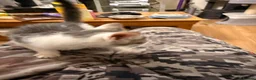 Bengal cats for sale: Beautiful bengal  in Sidcup - Advert 10