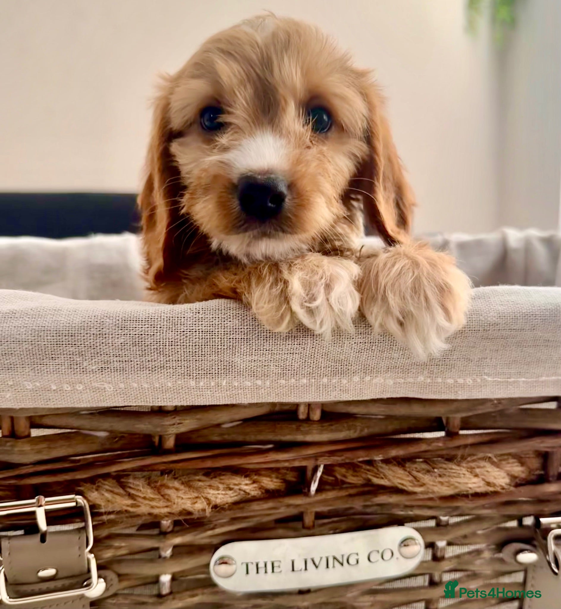 Cockapoo dogs STUNNING DARK RED,APRICOT & WHITE COCKAPOO PUPPIES - Advert 2