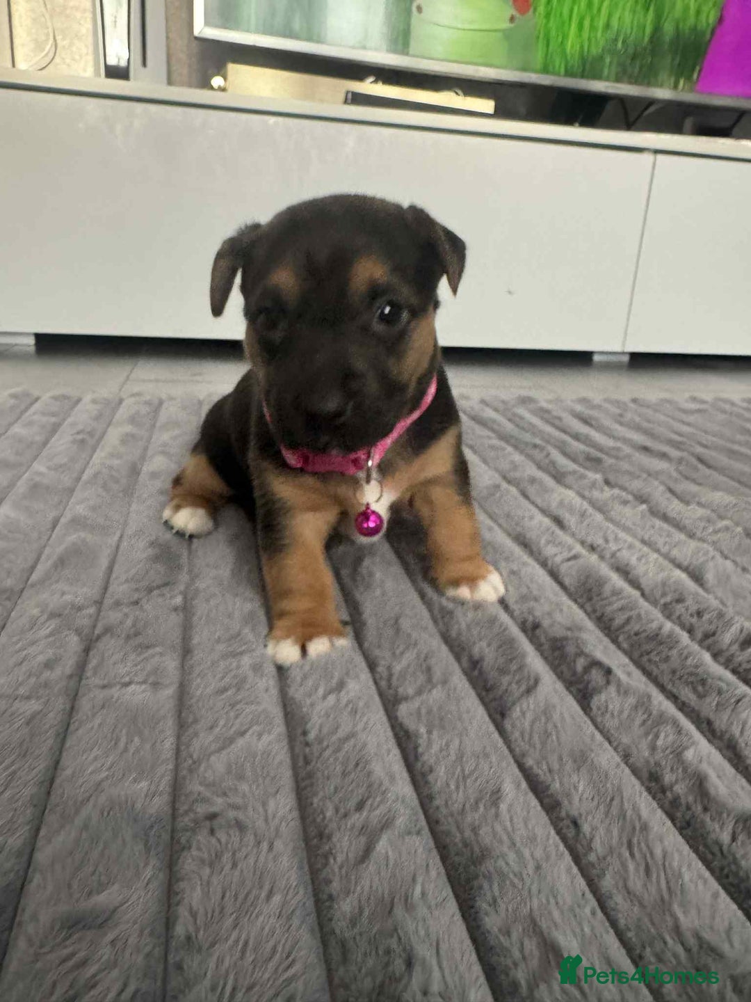 Jack Russell dogs for sale: Jack Russell puppies  - Advert 7