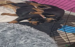 Dobermann dogs for sale: Rottaman pups  - Advert 5