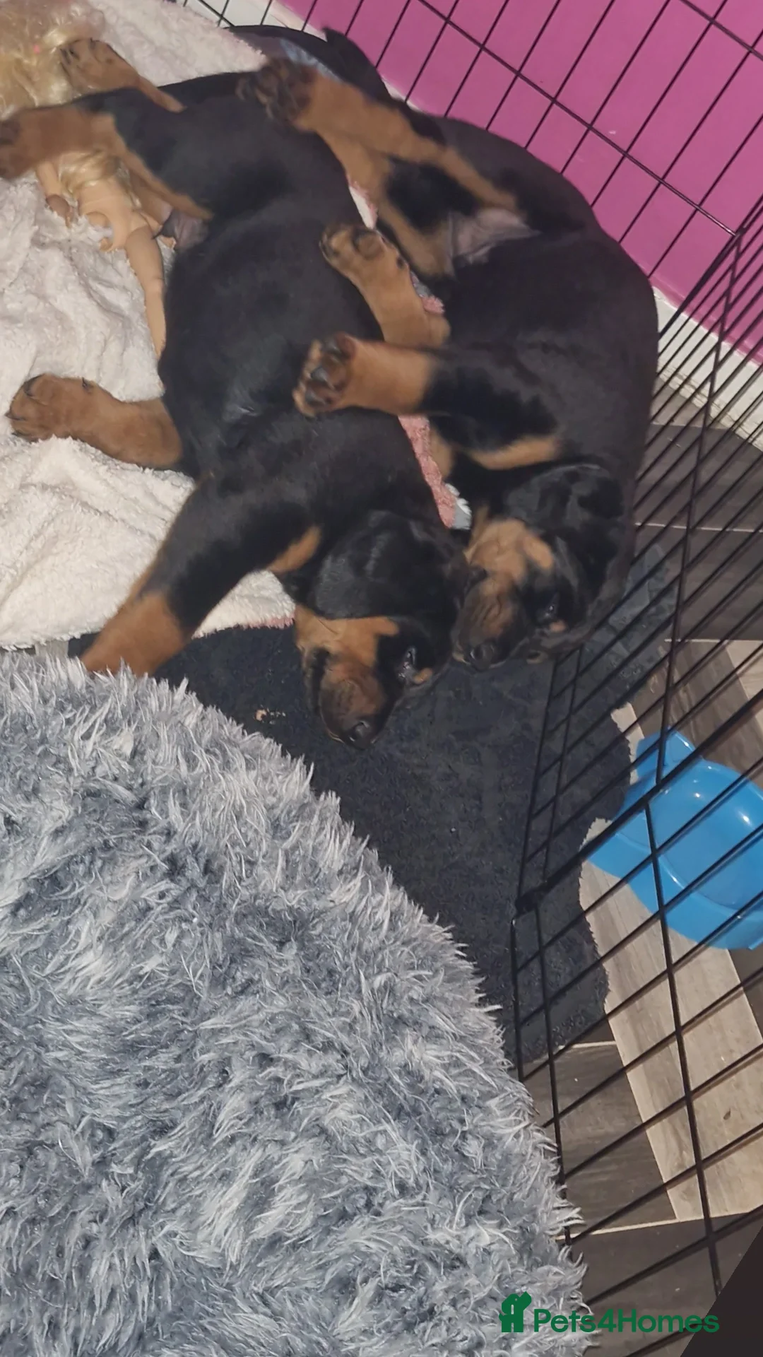 Dobermann dogs for sale: Rottaman pups  - Advert 5