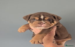 English Bulldog dogs for sale: English Bulldog Puppies - Image 7