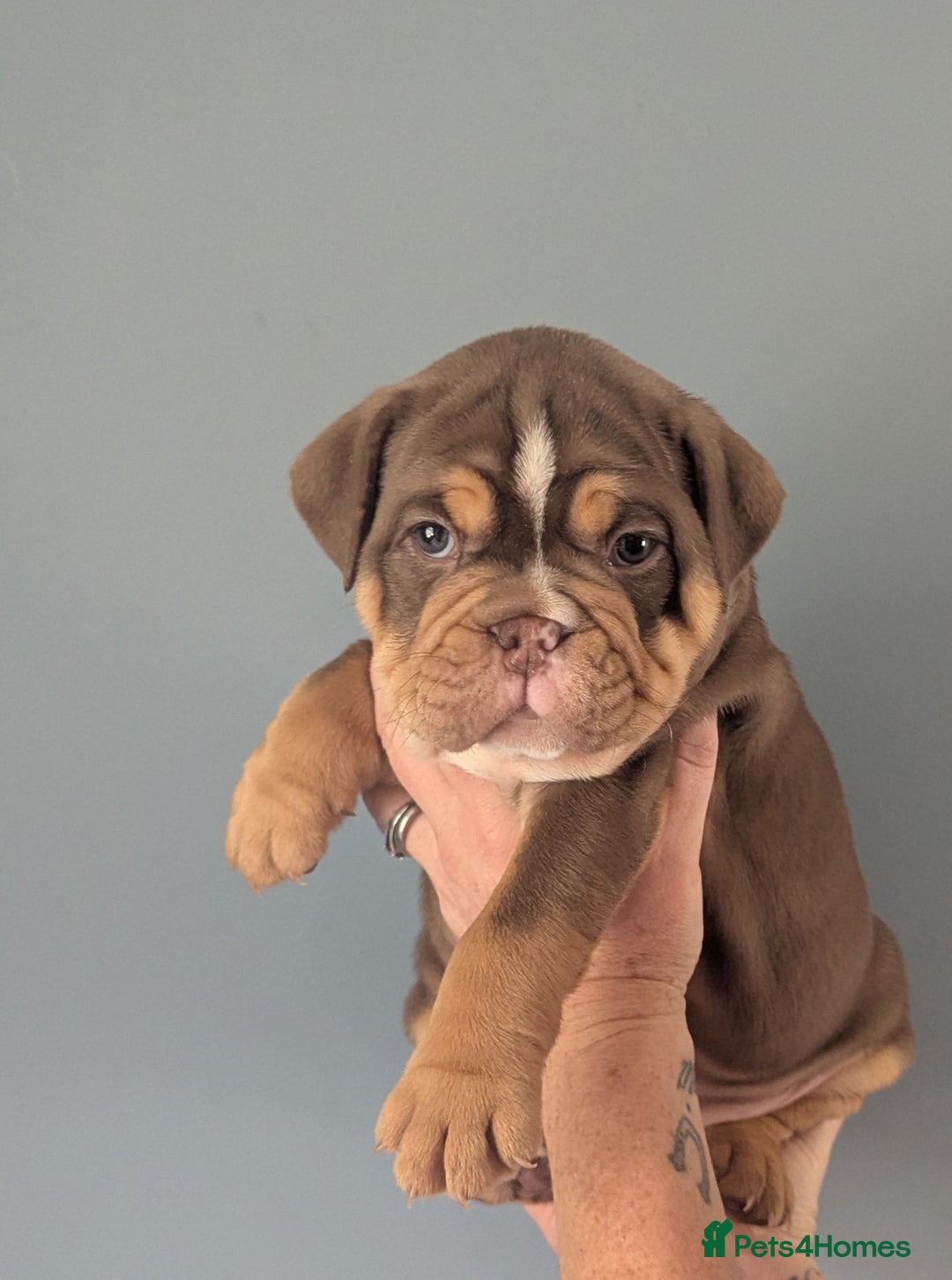 English Bulldog dogs for sale: English Bulldog Puppies - Image 7