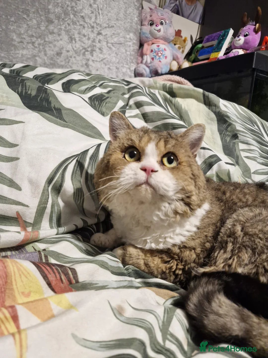 Selkirk Rex cats for sale: Stunning dual registered selkirk rex curly. - Advert 10