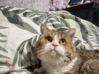 Selkirk Rex cats Stunning dual registered selkirk rex curly. - Advert 6