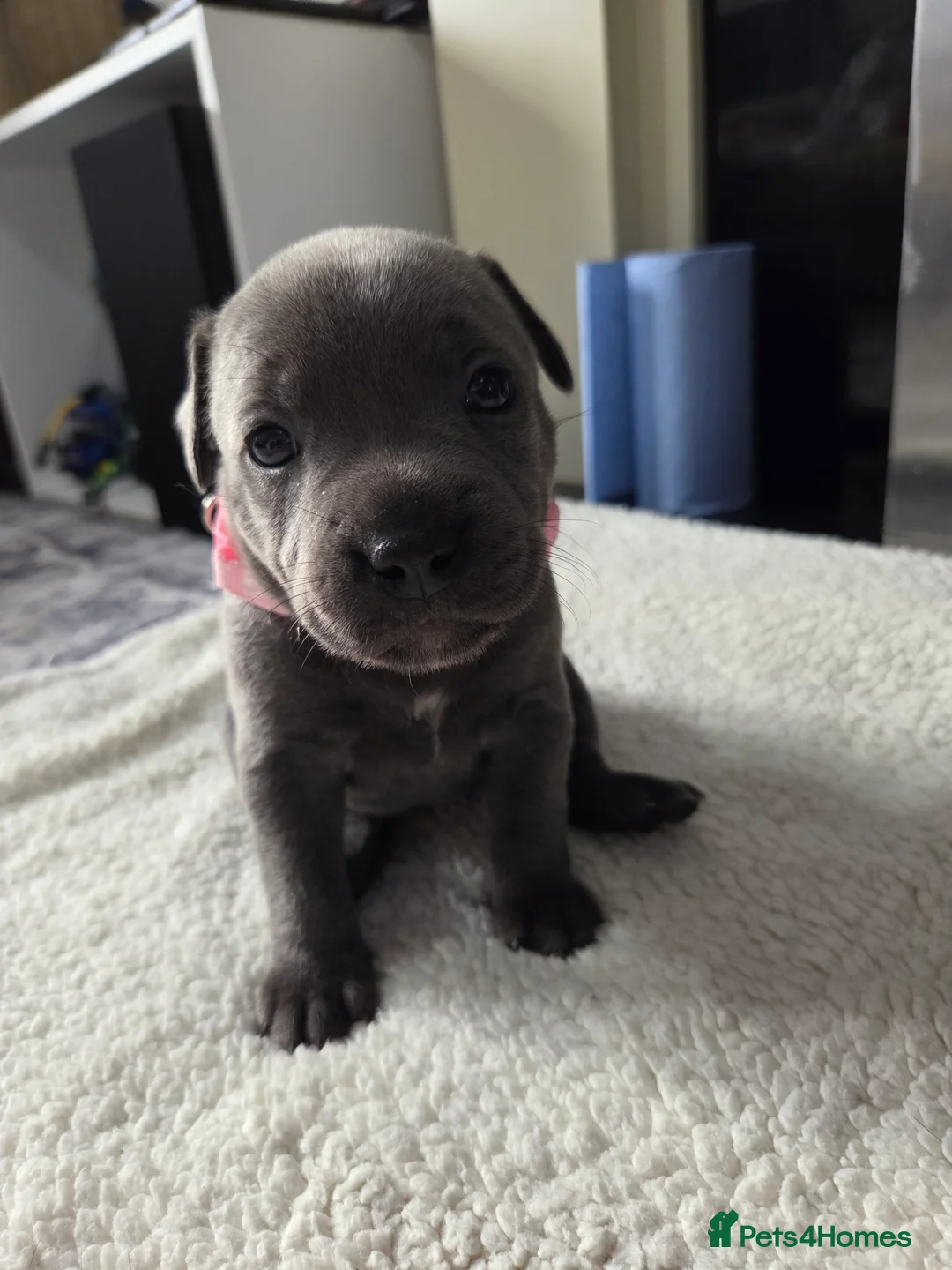 Staffordshire Bull Terrier dogs for sale: Staffordshire bull terrier blue-white - Advert 17