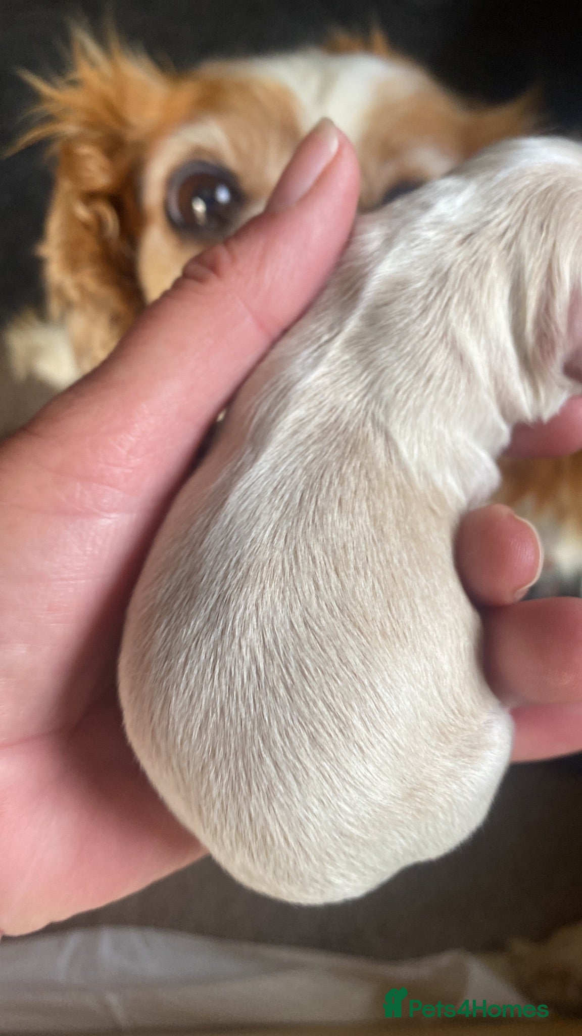 Cavapoo dogs Ready to leave - Advert 2