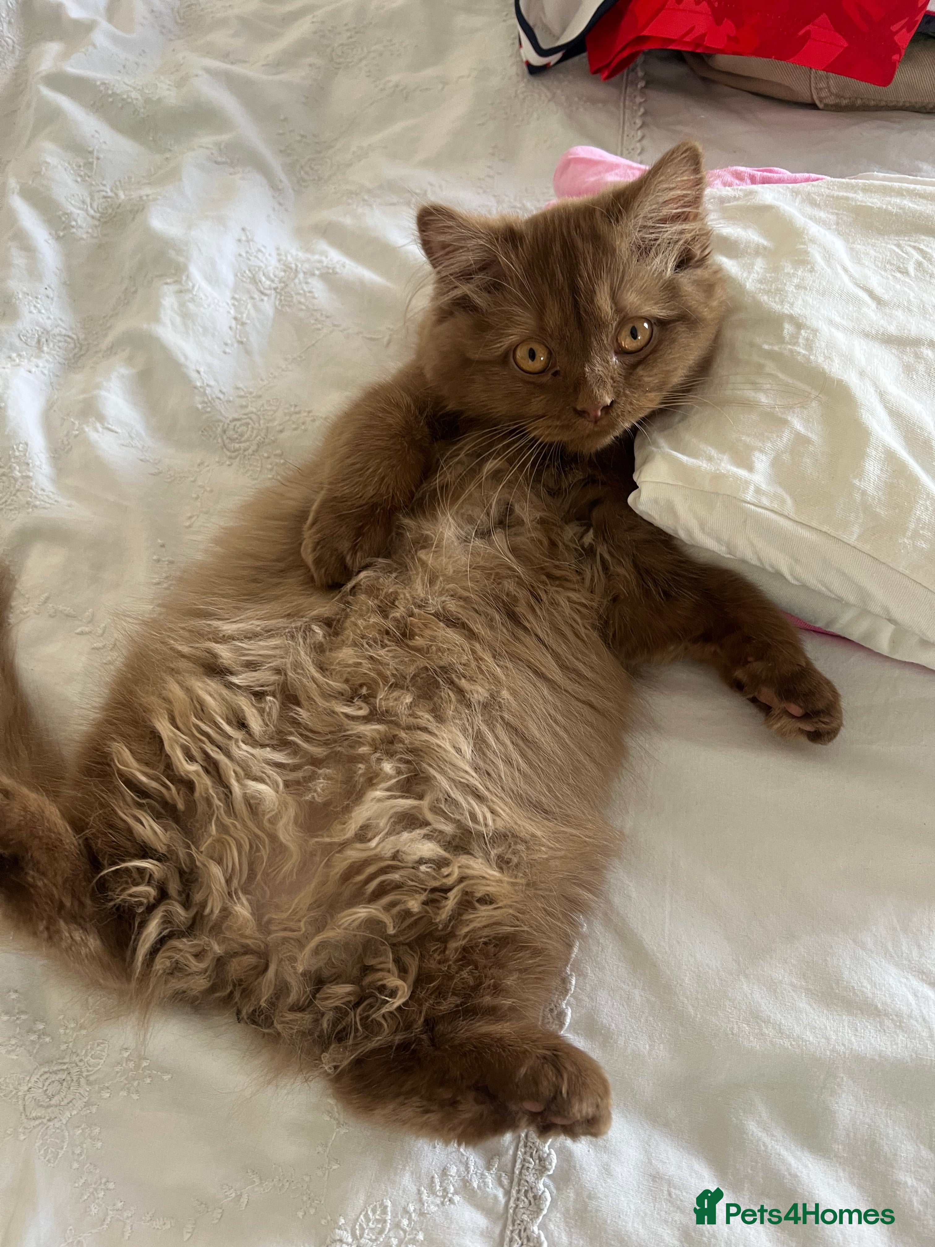 British Longhair cats Cinnamon British long hair female  - Advert 2