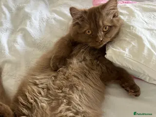 British Longhair cats Cinnamon British long hair female - Advert 2