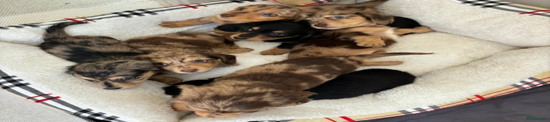 Dachshund Puppy 7