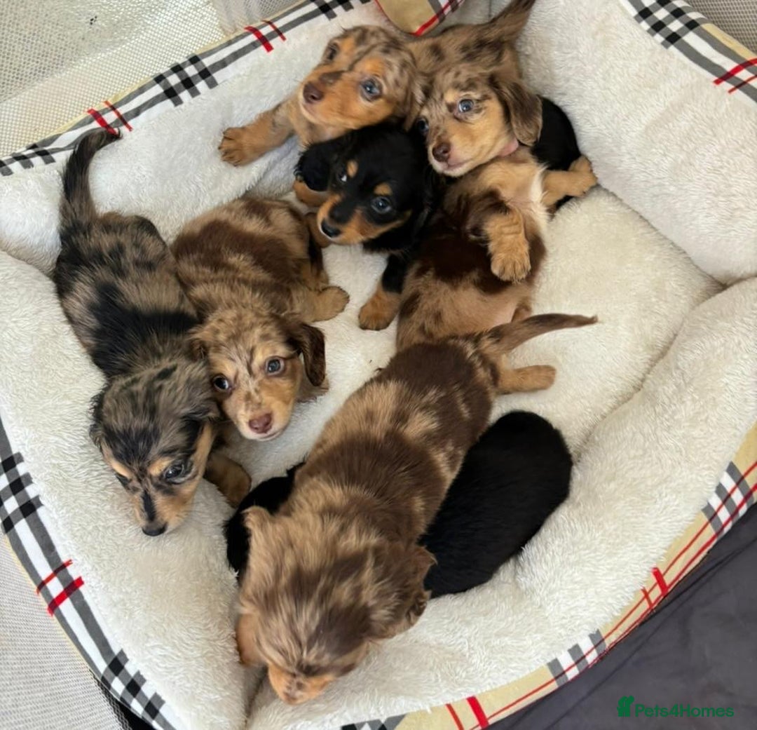 Dachshund dogs for sale: Dachshund long haired miniature - Image 7