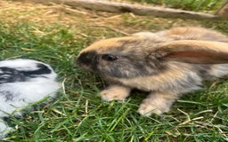 English Lop rabbits for sale: Beautiful bunnies in Pontefract - Image 11