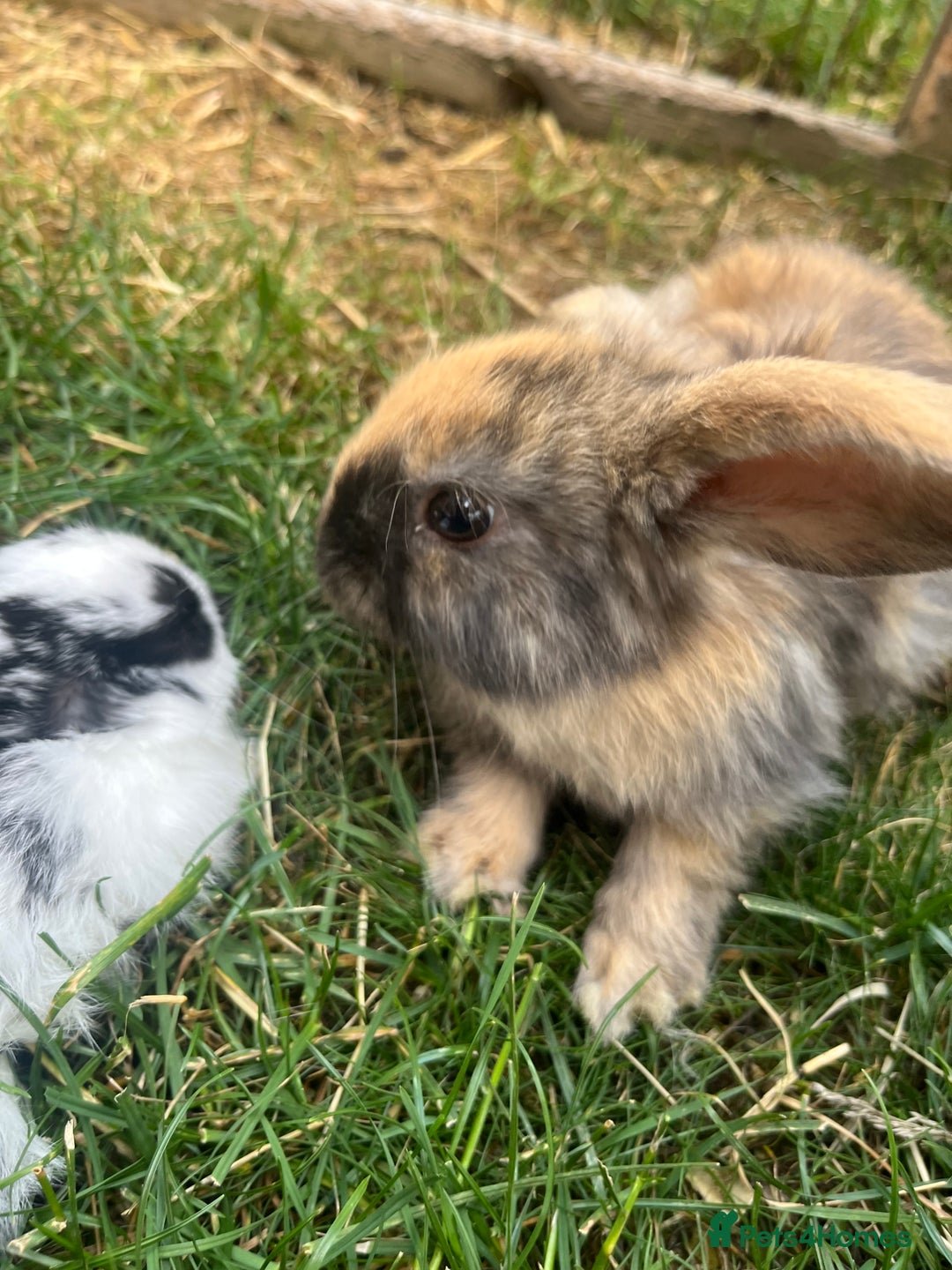 English Lop rabbits for sale: Beautiful bunnies in Pontefract - Image 11
