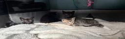 Russian Blue cats for sale: 2 beautiful black kitty’s and 1 gorgeous grey cat - Advert 17