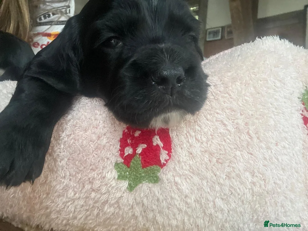 Cocker Spaniel dogs for sale: Kc reg working cocker puppies - Advert 7