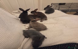 Mixed Breed rabbits for sale: Cute baby bunnies  - Image 2