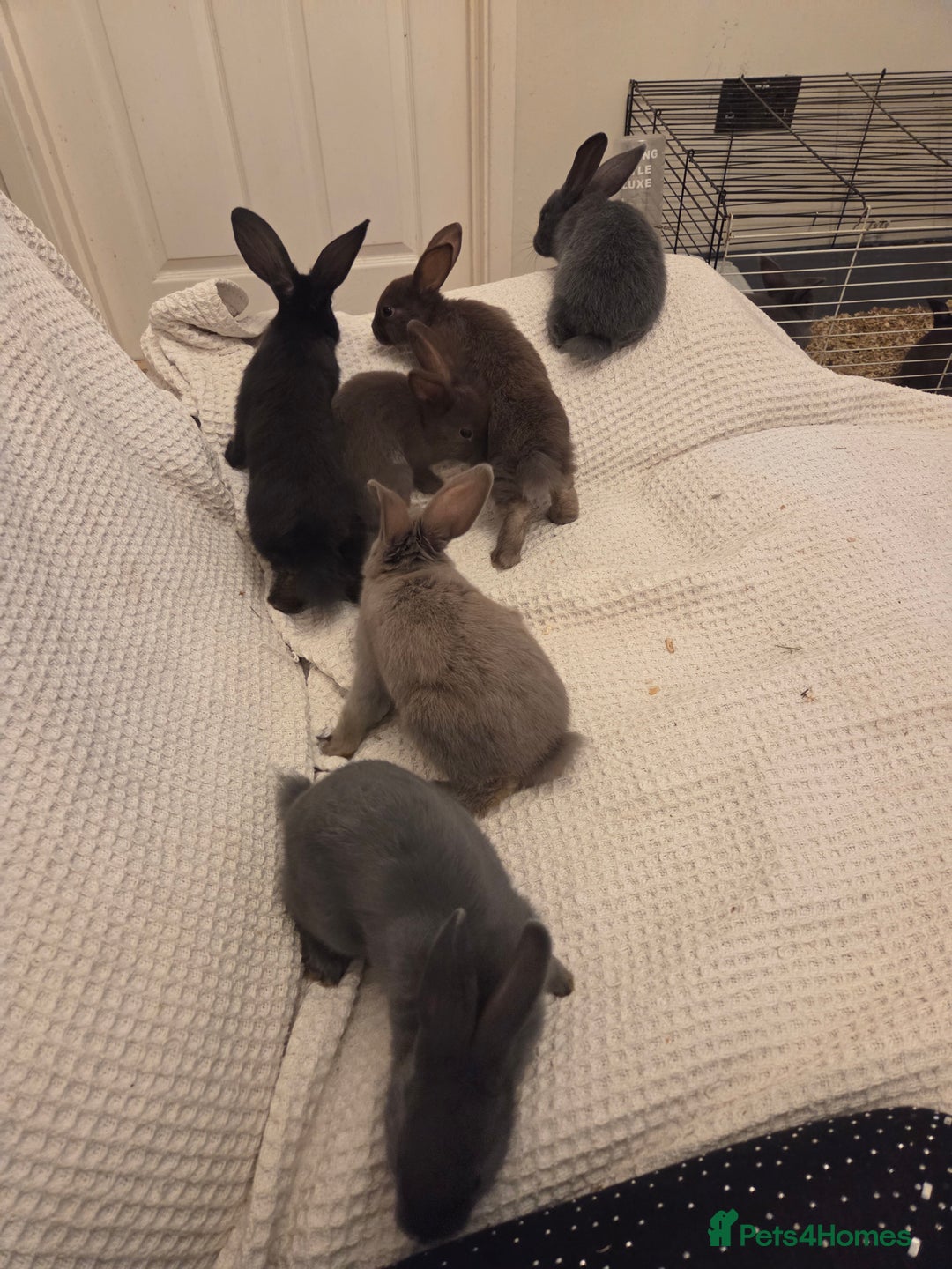 Mixed Breed rabbits for sale: Cute baby bunnies  - Image 2