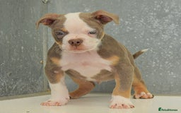 Olde English Bulldogge dogs for sale: 23 YEARS EXPERIENCE, 5⭐️RATED LICENSED.  - Image 3