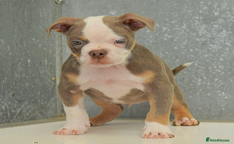 Olde English Bulldogge dogs - Advert 1