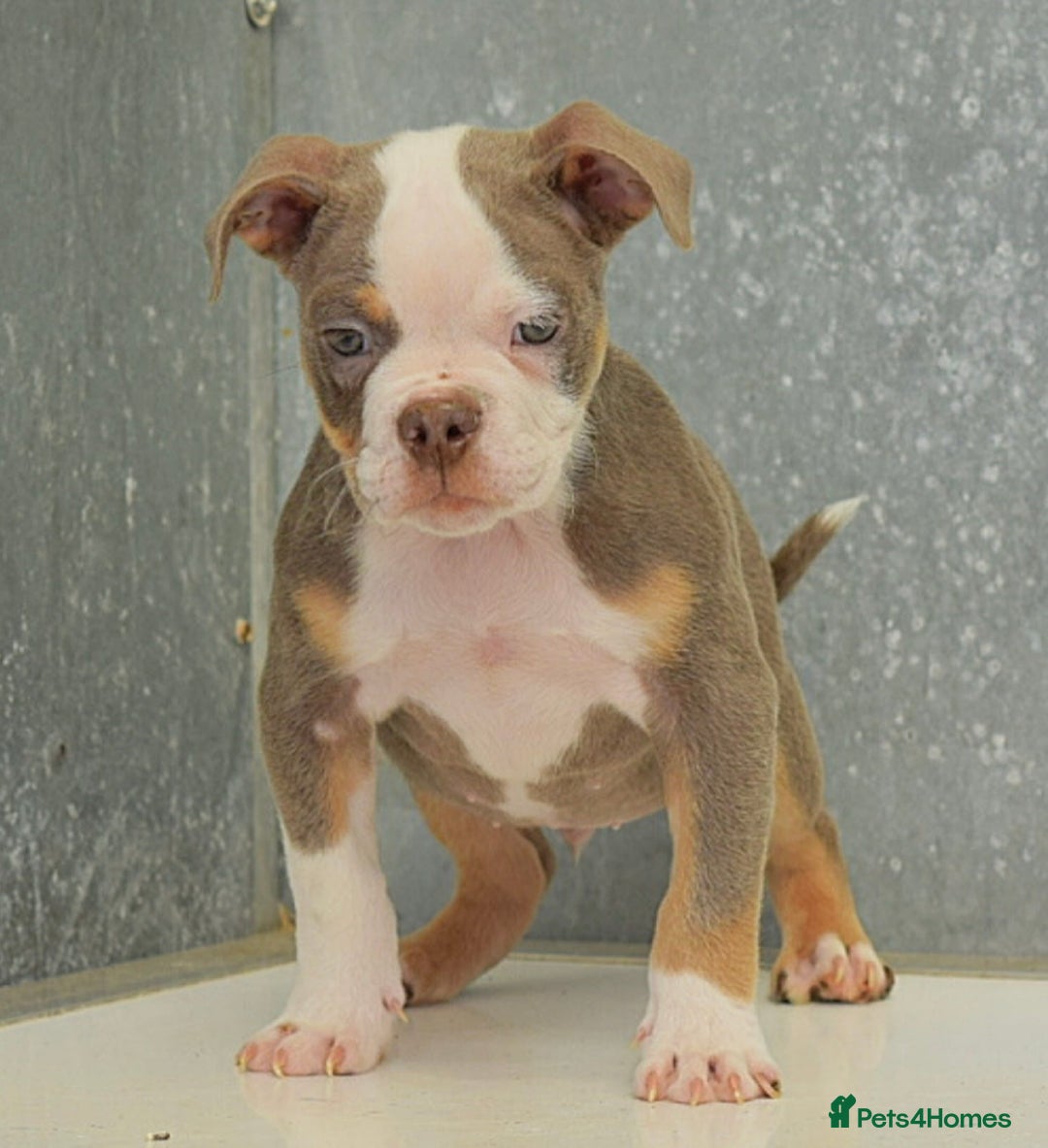 Olde English Bulldogge dogs for sale: 23 YEARS EXPERIENCE, 5⭐️RATED LICENSED.  - Image 3