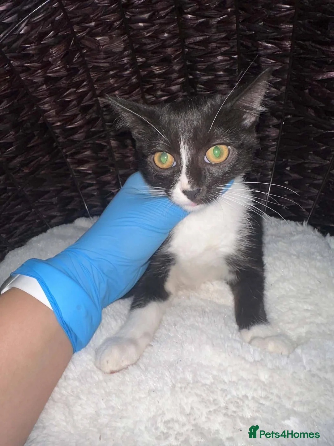 Mixed Breed cats for adoption: Cleo for adoption in Fleet - Advert 5