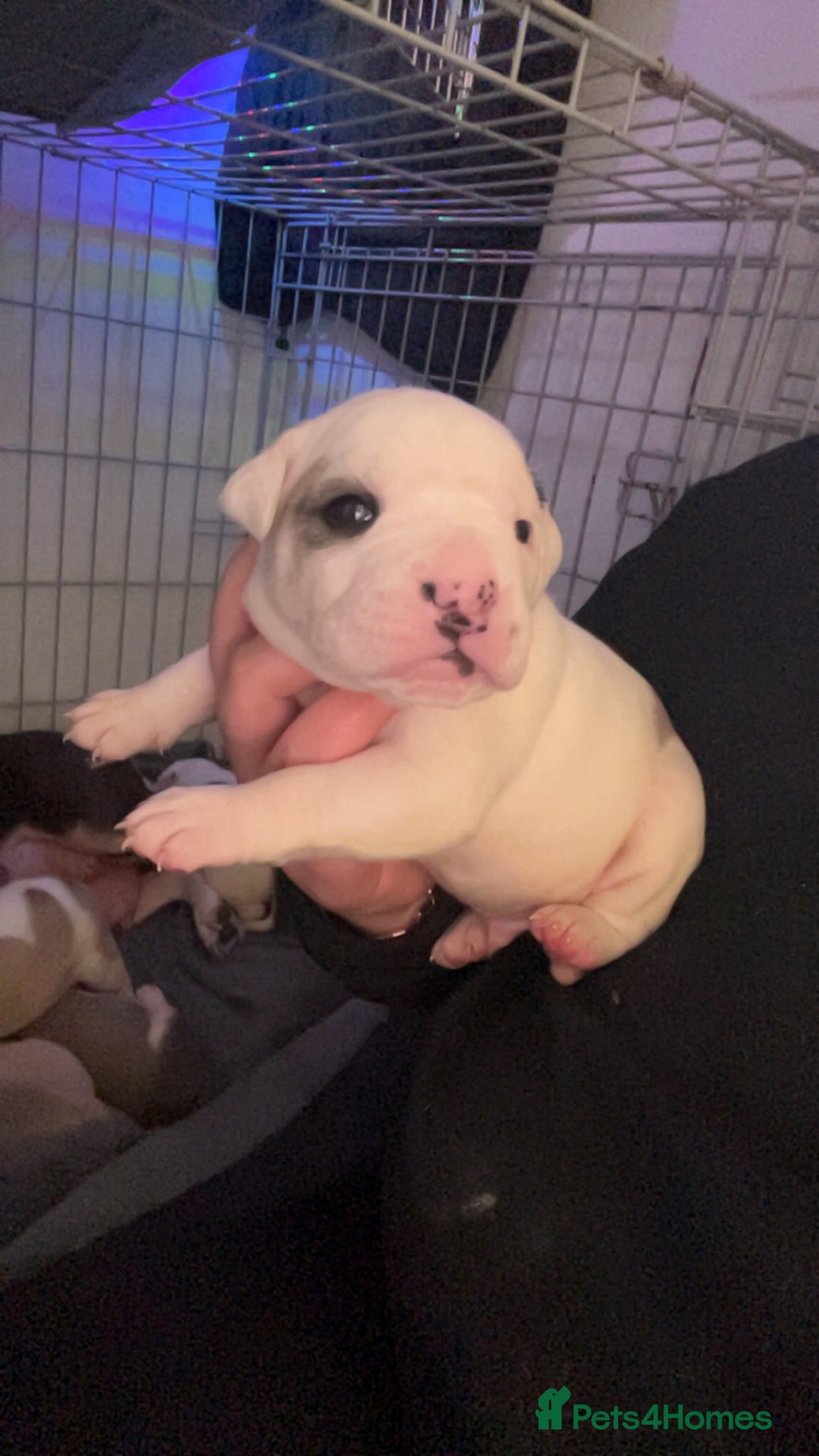 Mixed Breed dogs for sale: 4 beautiful olde English bulldog/ American bulldog - Advert 21