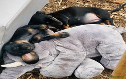 Miniature Dachshund dogs for sale: Wow what a stunning litter - Image 13