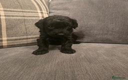 Cavapoo dogs for sale: Cavapoo puppies  - Image 11