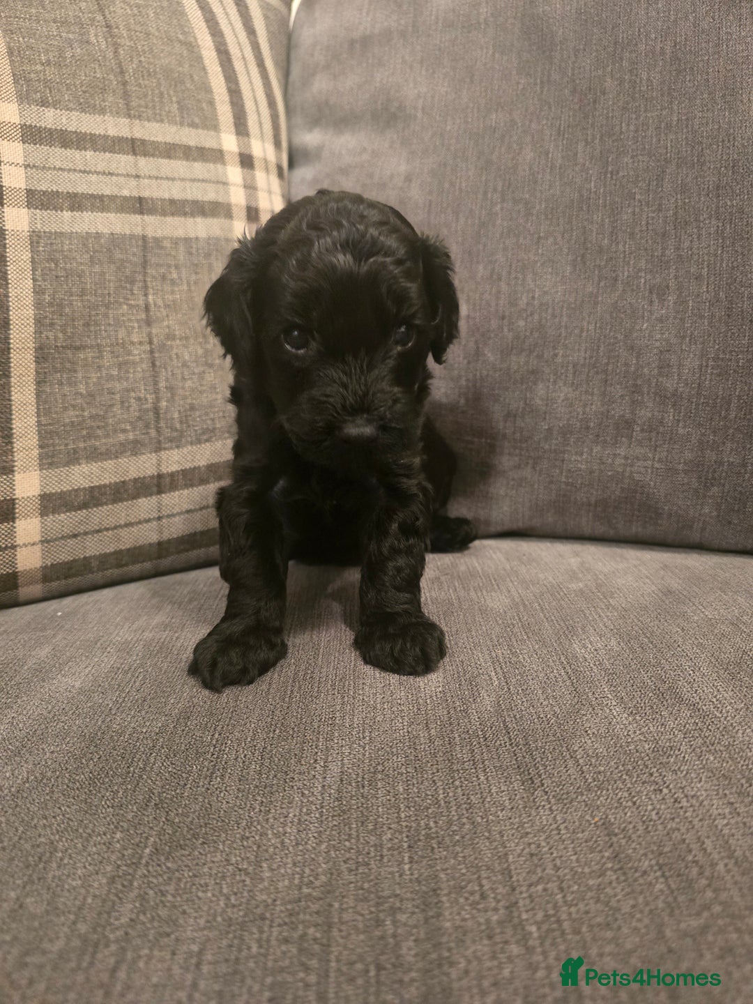 Cavapoo dogs for sale: Cavapoo puppies  - Image 11