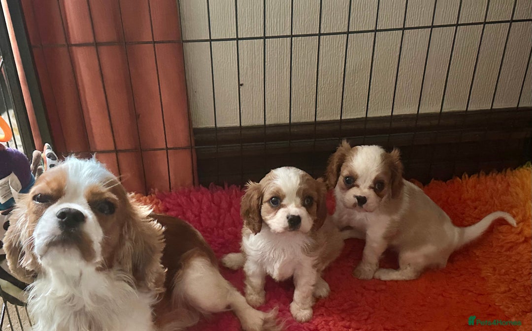 Cavalier King Charles Spaniel dogs for sale: Blenheim Cavalier Girl - Image 4