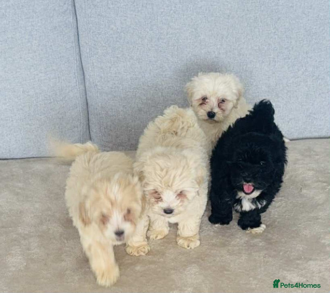Maltipoo dogs for sale: Maltipoo puppies  - Image 2