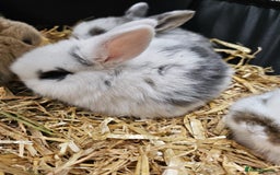 Mini Lop rabbits for sale: 🐰 Mini Lop Bunnies Looking for Forever Homes! 🏡 - Image 5