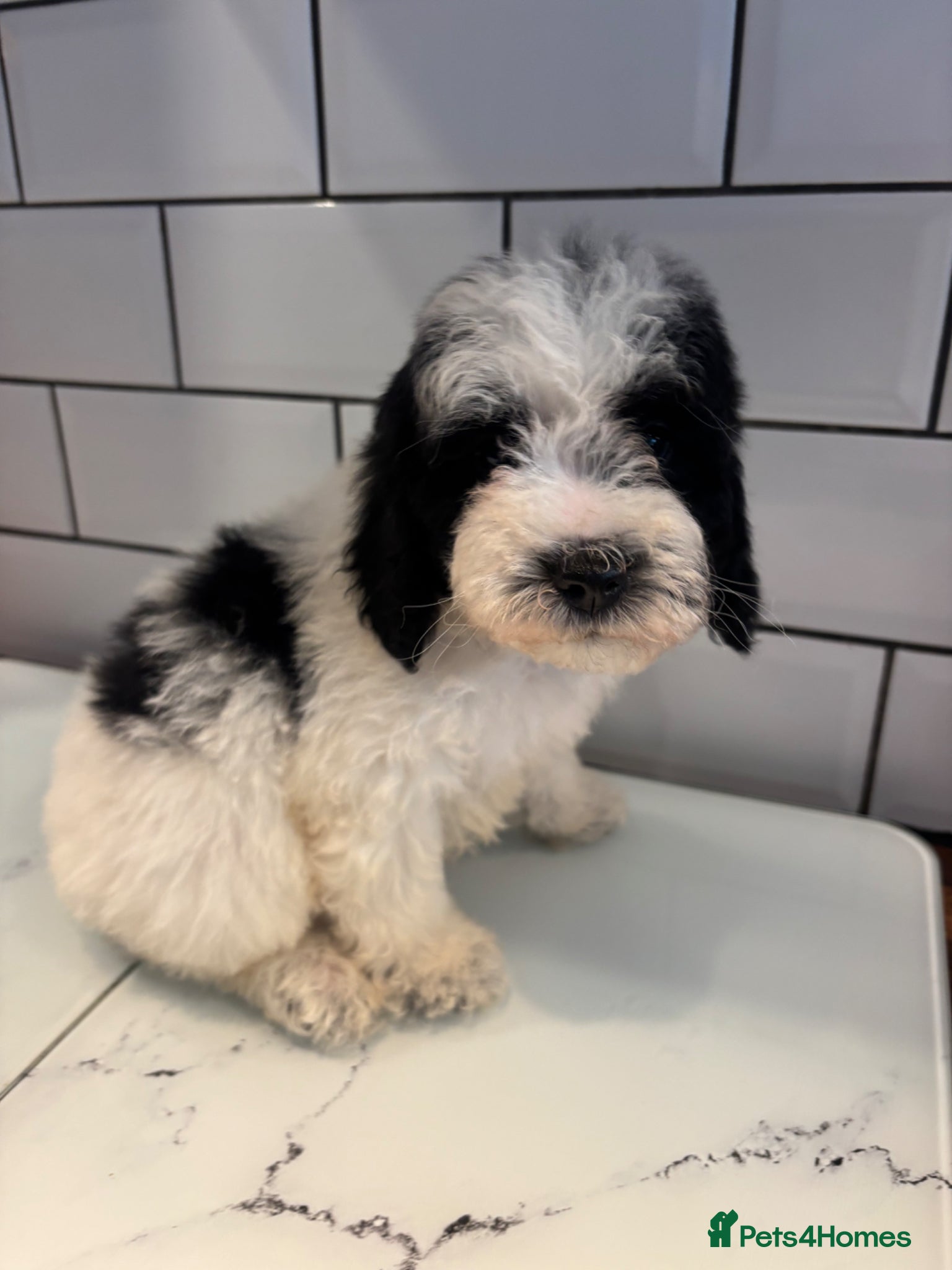 Cavapoochon dogs Cavapoochons Puppies Heath Tested Unique Colours - Advert 2