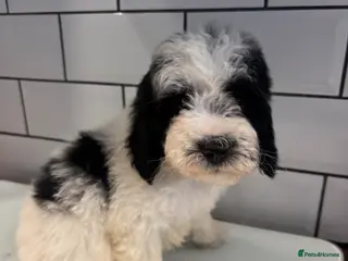 Cavapoochon dogs Cavapoochons Puppies Heath Tested Unique Colours - Advert 2