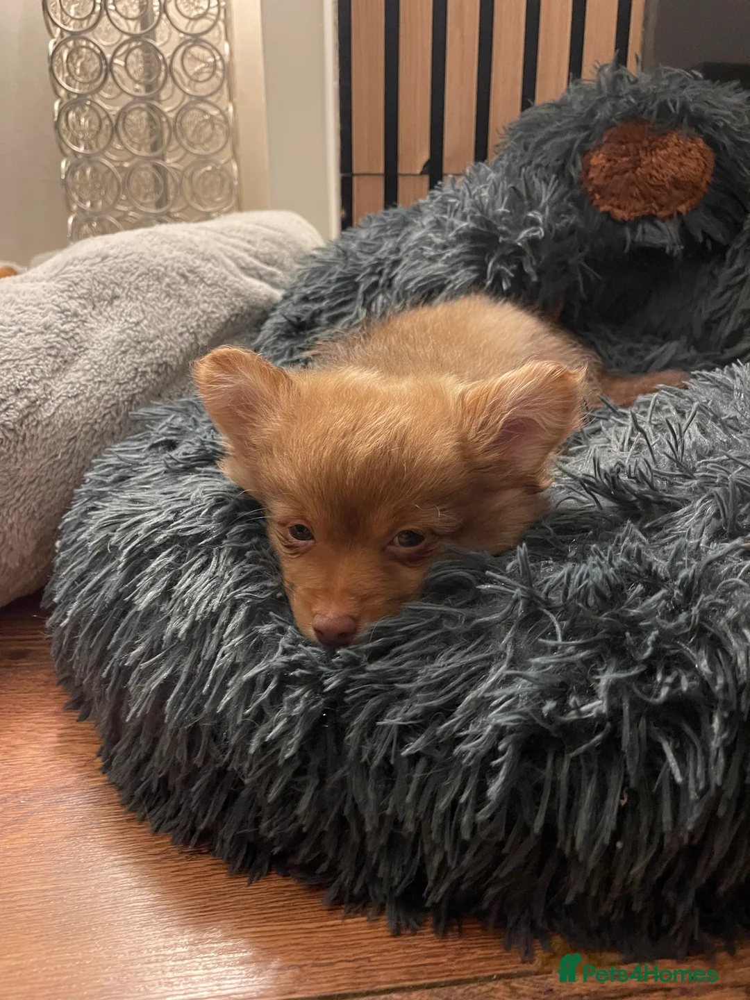 Pomchi dogs for sale: Ready Now☺️3 Pomerinian/Pomchi Puppies❤️ - Advert 17