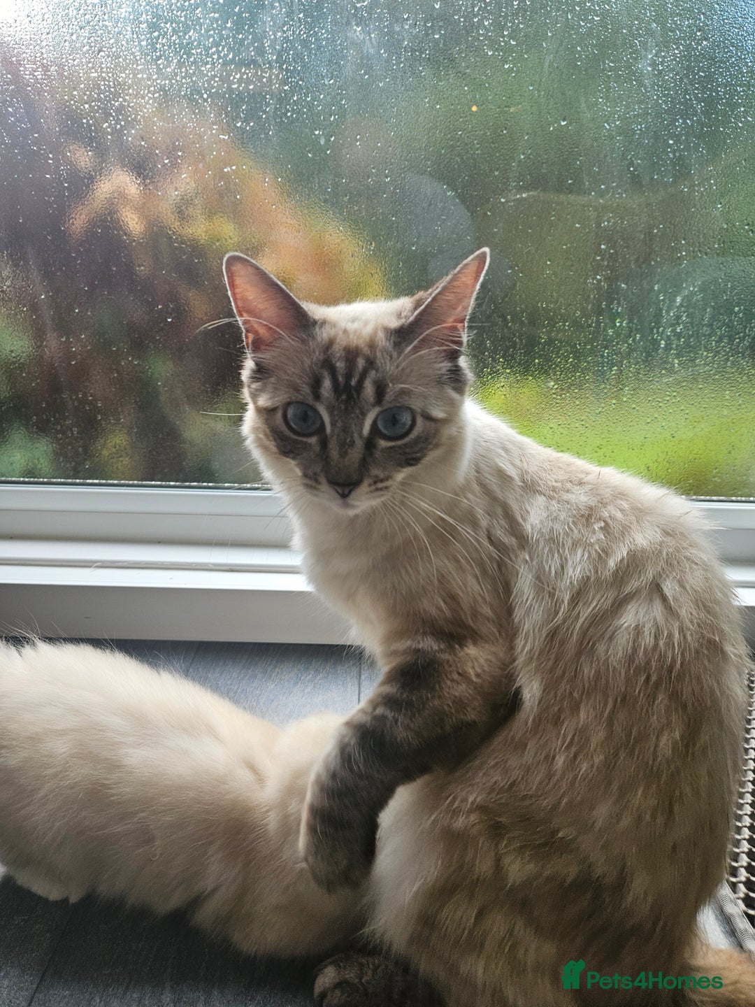 Ragdoll cats for sale: 2 beautiful ragdoll kittens for sale 9 weeks old - Image 2