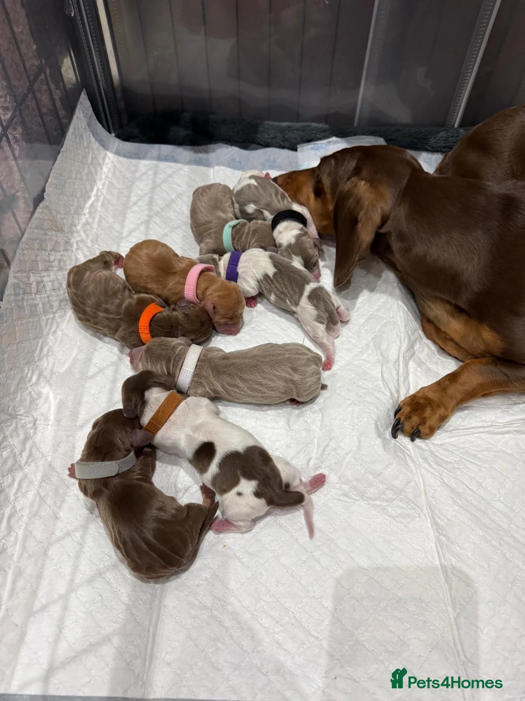 Miniature Dachshund dogs for stud: Halo Outstanding Isabella and Tan - Advert 15