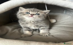 Scottish Fold cats for sale: Pure breed SCOTTISH FOLD - Image 21