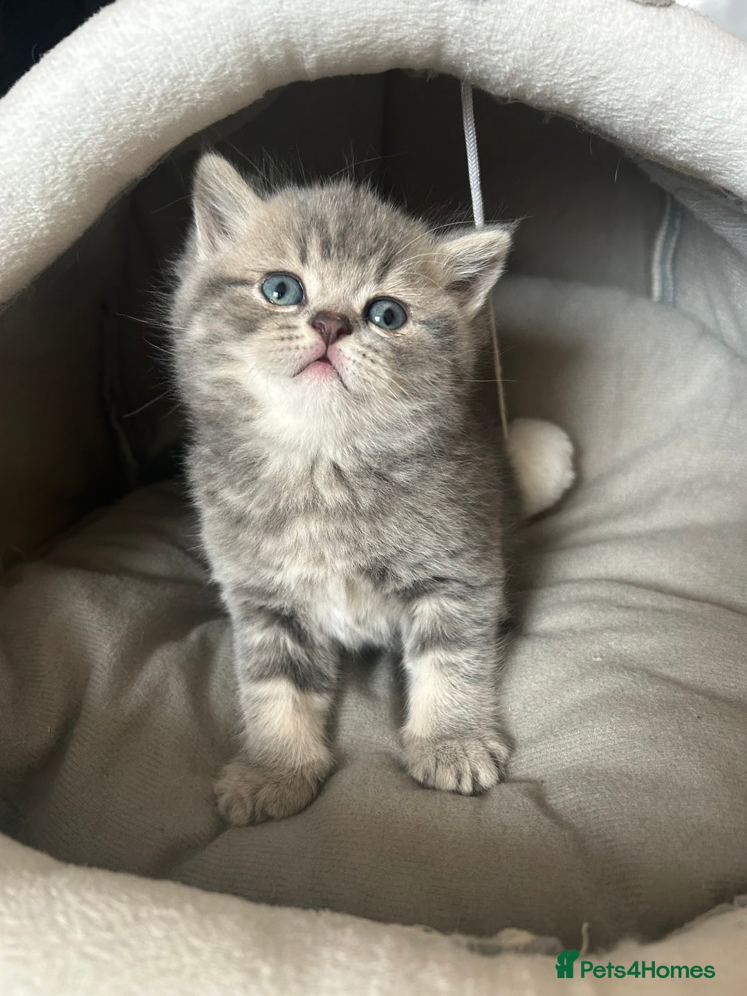Scottish Fold cats for sale: Pure breed SCOTTISH FOLD - Image 21