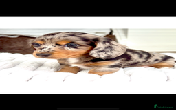 Miniature Dachshund dogs for sale: Adult Black and Tan female - Image 4