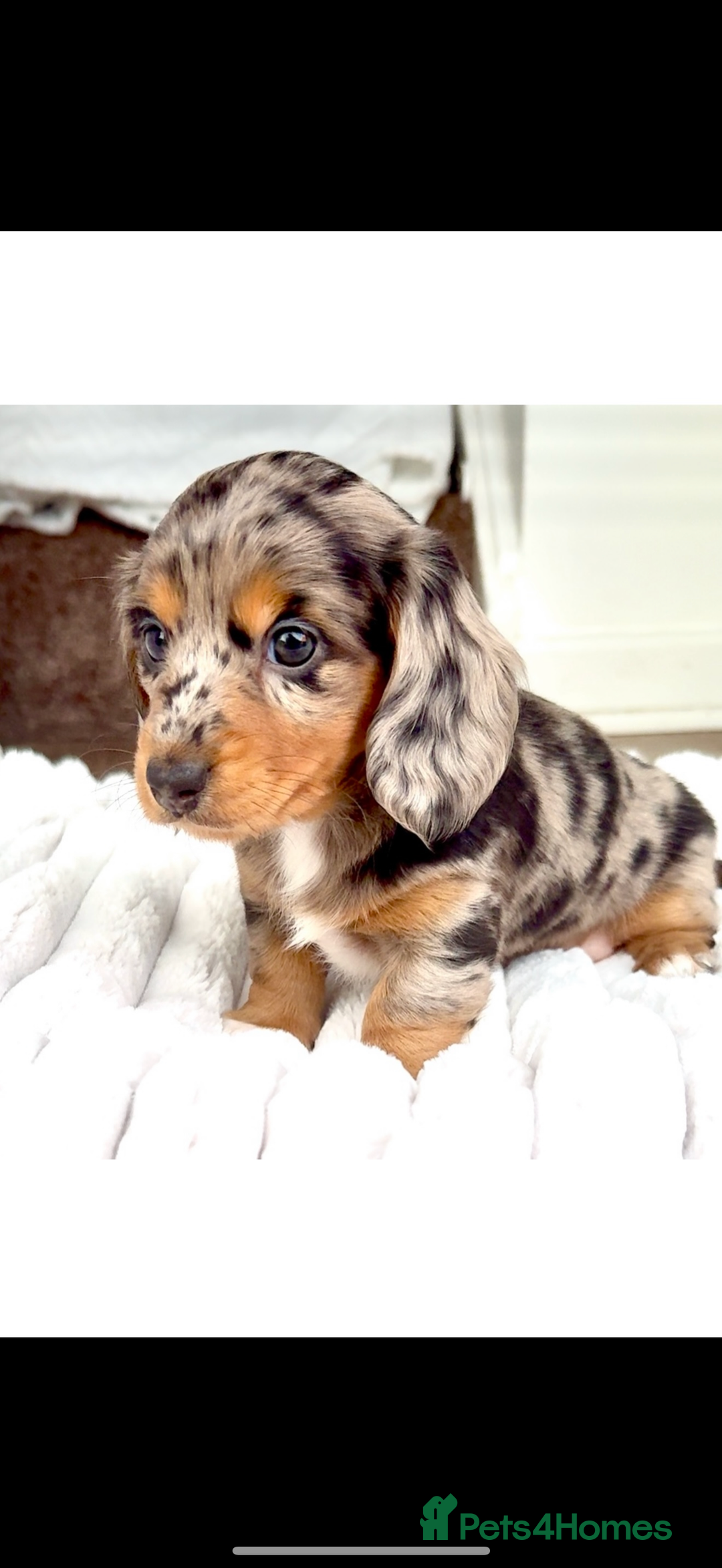 Miniature Dachshund dogs for sale: Adult Black and Tan female - Image 4